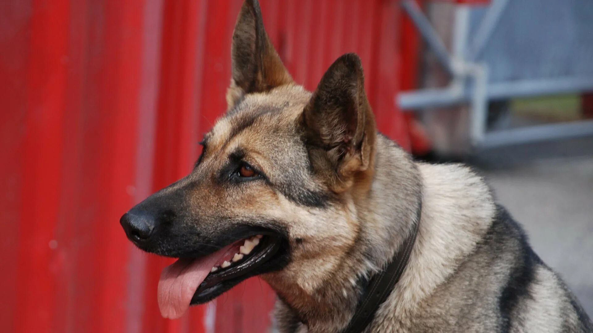 Овчарка дауфмана фото German Shepherd Theme for Windows 10 and 11