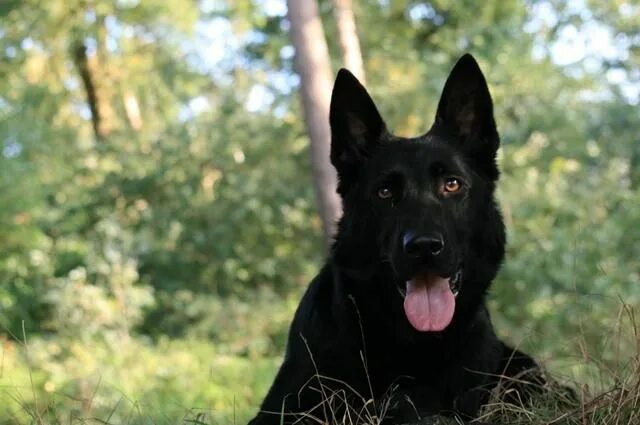 Овчарка дауфмана фото Silver Fang RP Characters German shepherd dogs, Shepherd dog, Black german sheph