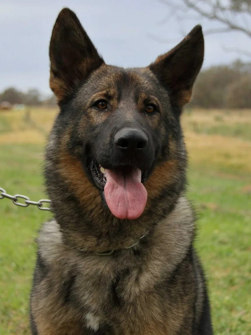 Овчарка дауфмана фото Sydney police dog Mojo dies in line of duty - ABC News