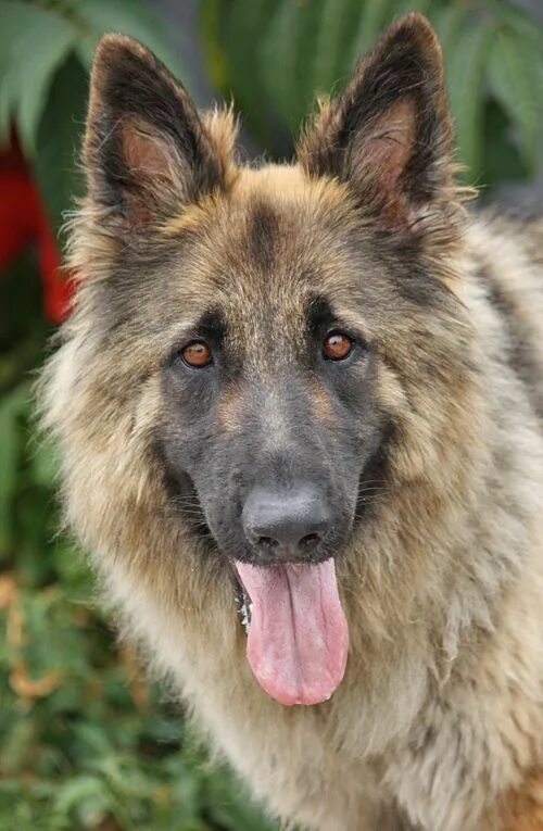 Овчарка дауфмана фото Épinglé sur vlk,pes Chiens bergers allemands, Berger allemand, Bergers allemands