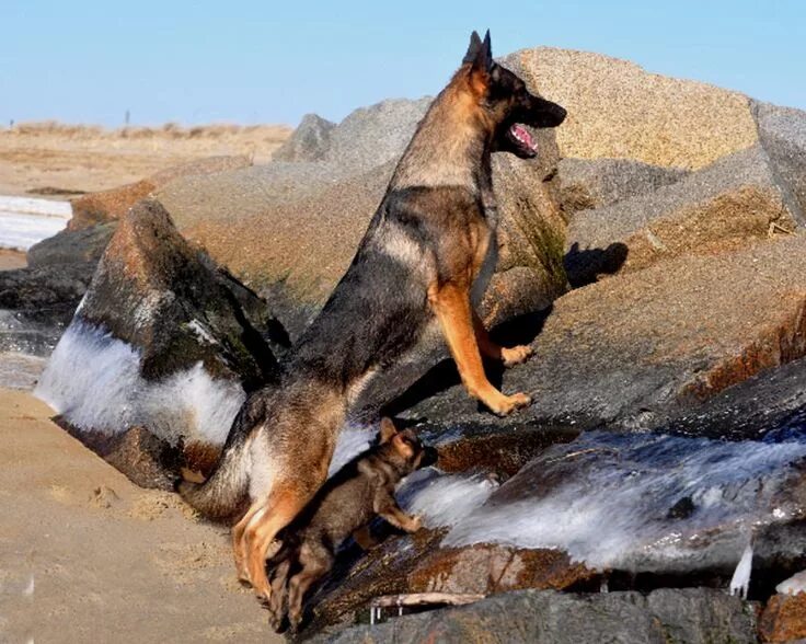 Овчарка дауфмана фото German Shepherd Puppy Breeder MA German Shepherd Dog Training North Shore MA, NH