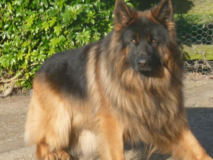 Овчарка длинношерстная фото German Shepherd puppies for sale Pets4Homes German shepherd puppies, German shep