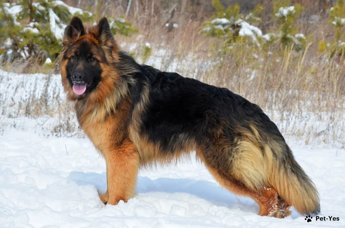 Овчарка длинношерстная фото Немецкая овчарка длинношерстная Pet-Yes