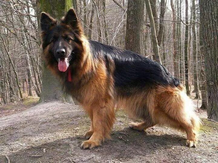 Овчарка длинношерстная фото Pin by Bryan Schaaf on Want a loyal friend? Get a german shepherd! German sheper