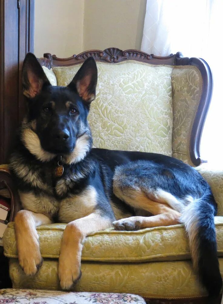 Овчарка домашнее фото My Baby! 1 week after we adopted him from the pound. @KaufmannsPuppy Pets German