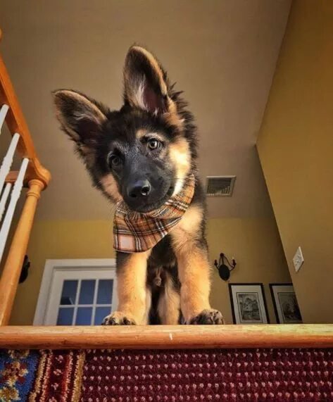 Овчарка домашнее фото Pin by Chris Tiana on Berger allemand & Malinois ❤ ️❤ German shepherd puppies, Ge