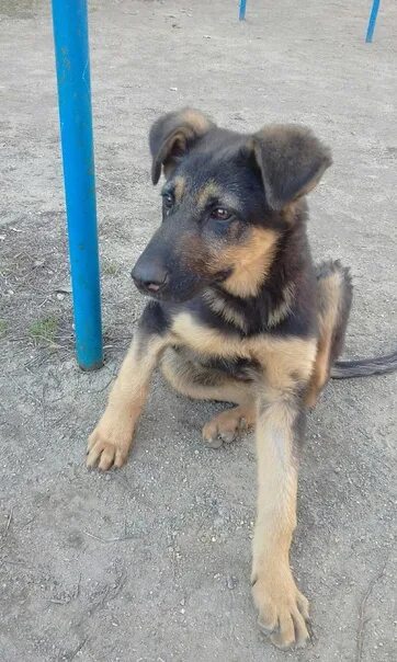 Овчарка дворняга фото Who has seen such a dog run away from home, please write where you saw 2022 Подс