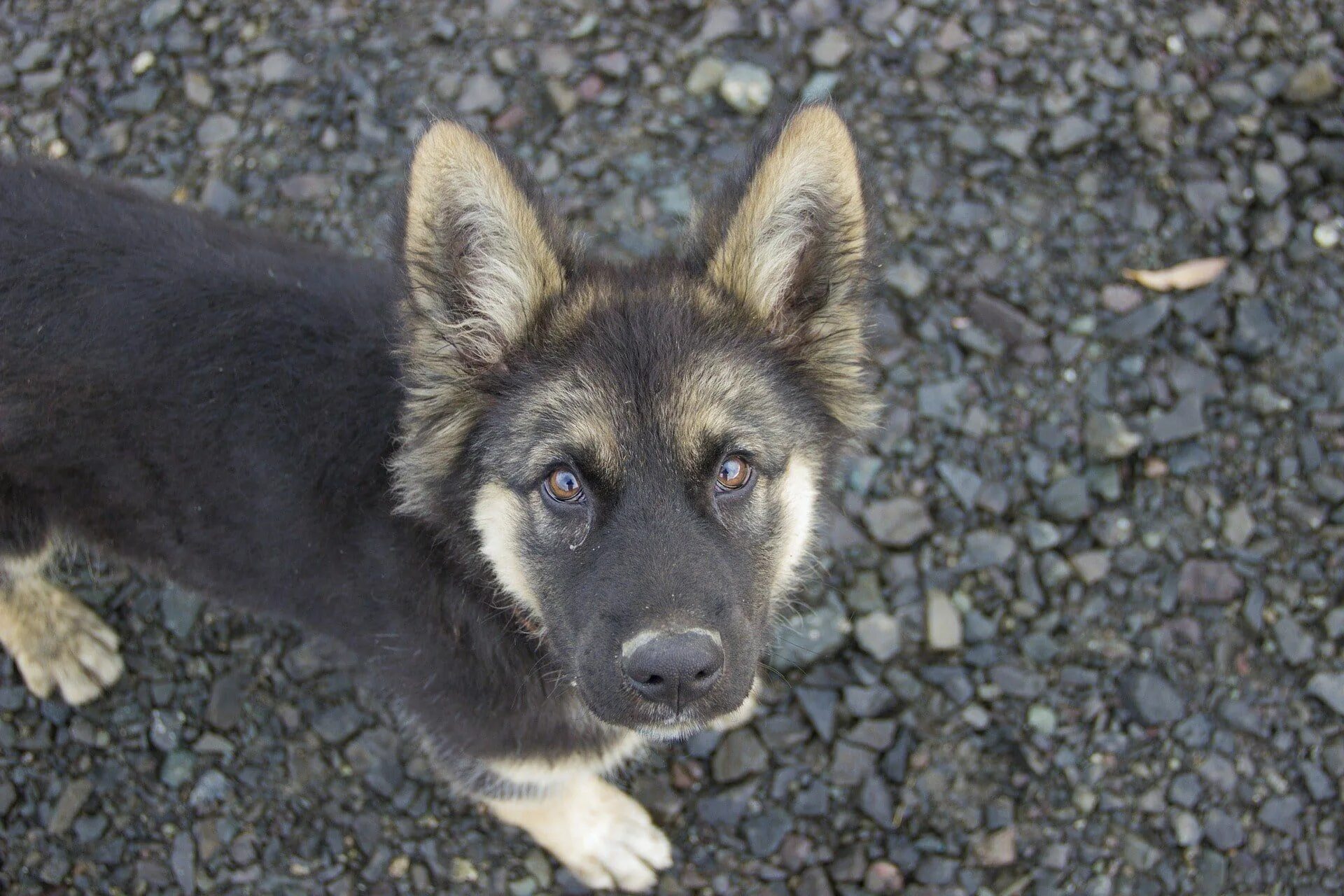 Овчарка дворняга фото The Most Popular German Shepherd Dog Names German shepherd dogs, German shepherd
