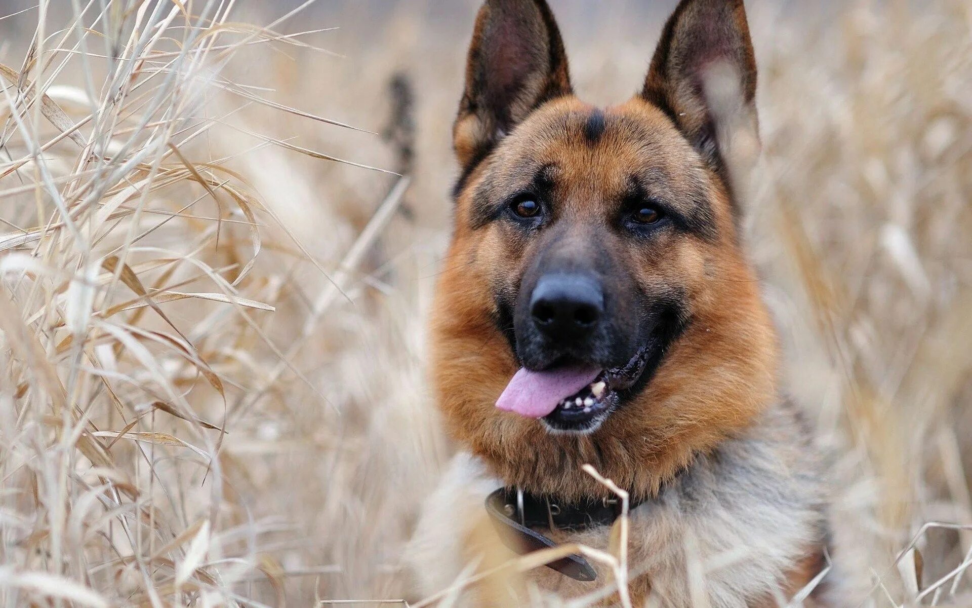 Овчарка фото на обои 1920x1200 px High Resolution Wallpapers = german shepherd wallpaper by Winchell 