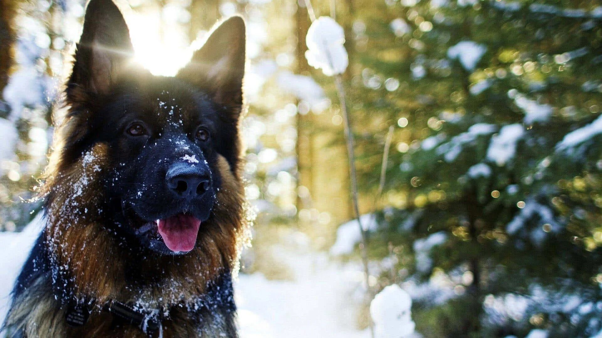 Овчарка фото на обои Download Adorable German Shepherd pup looking out of a flowering window Wallpape