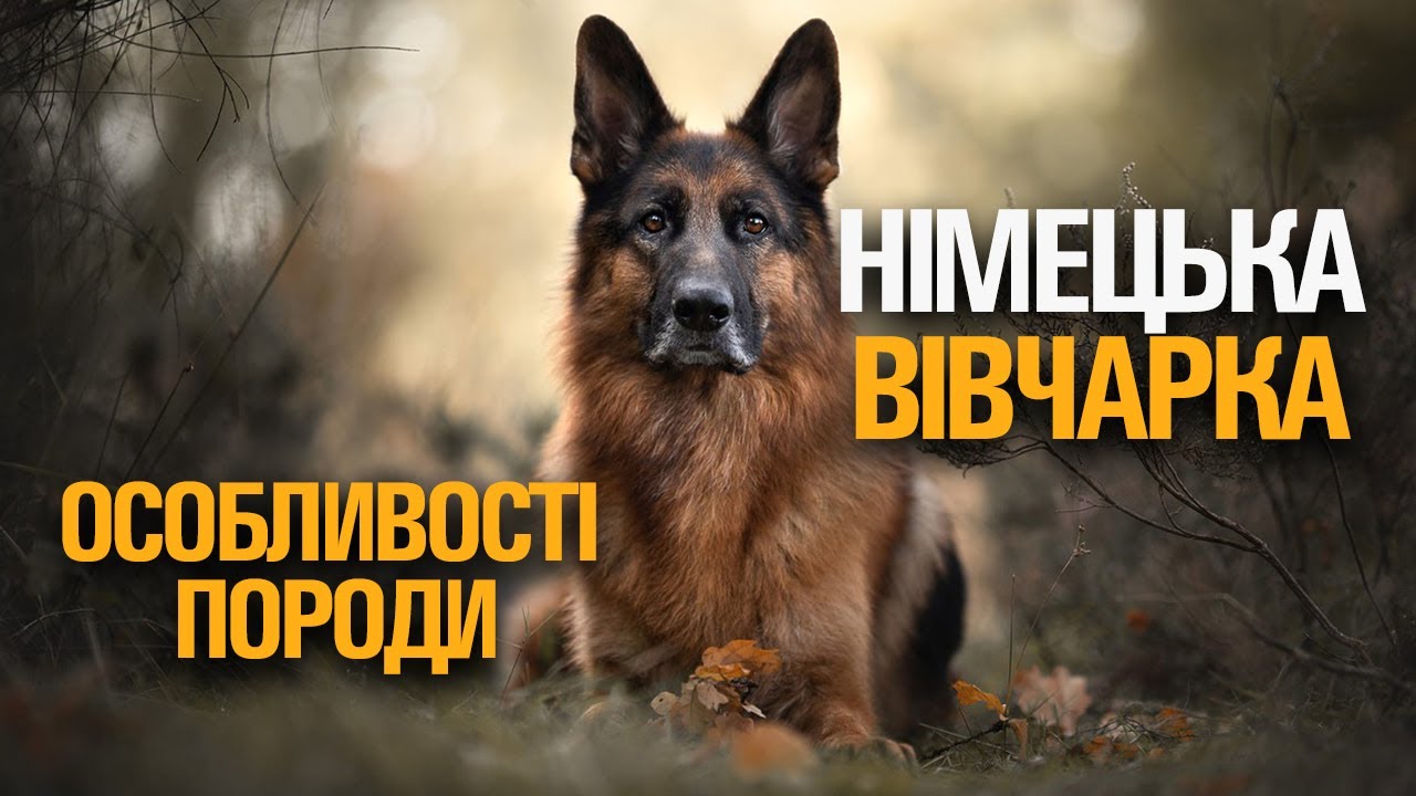 Овчарка фото на обои НІМЕЦЬКА ВІВЧАРКА. ОСОБЛИВОСТІ ПОРОДИ - YouTube