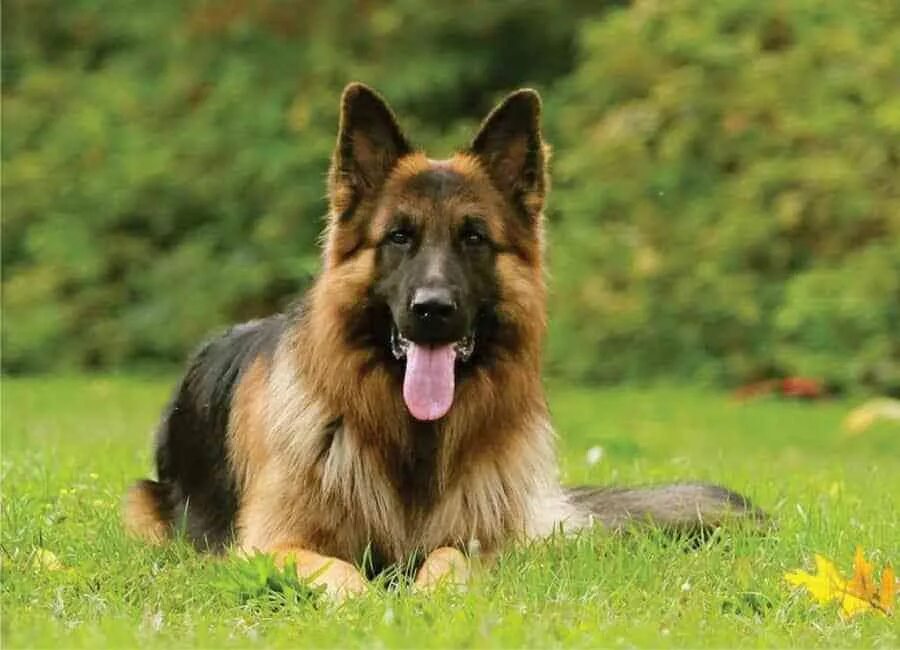 Овчарка фото на обои Male VS. Female German Shepherds: What's The Difference? - Puppy FAQ German shep