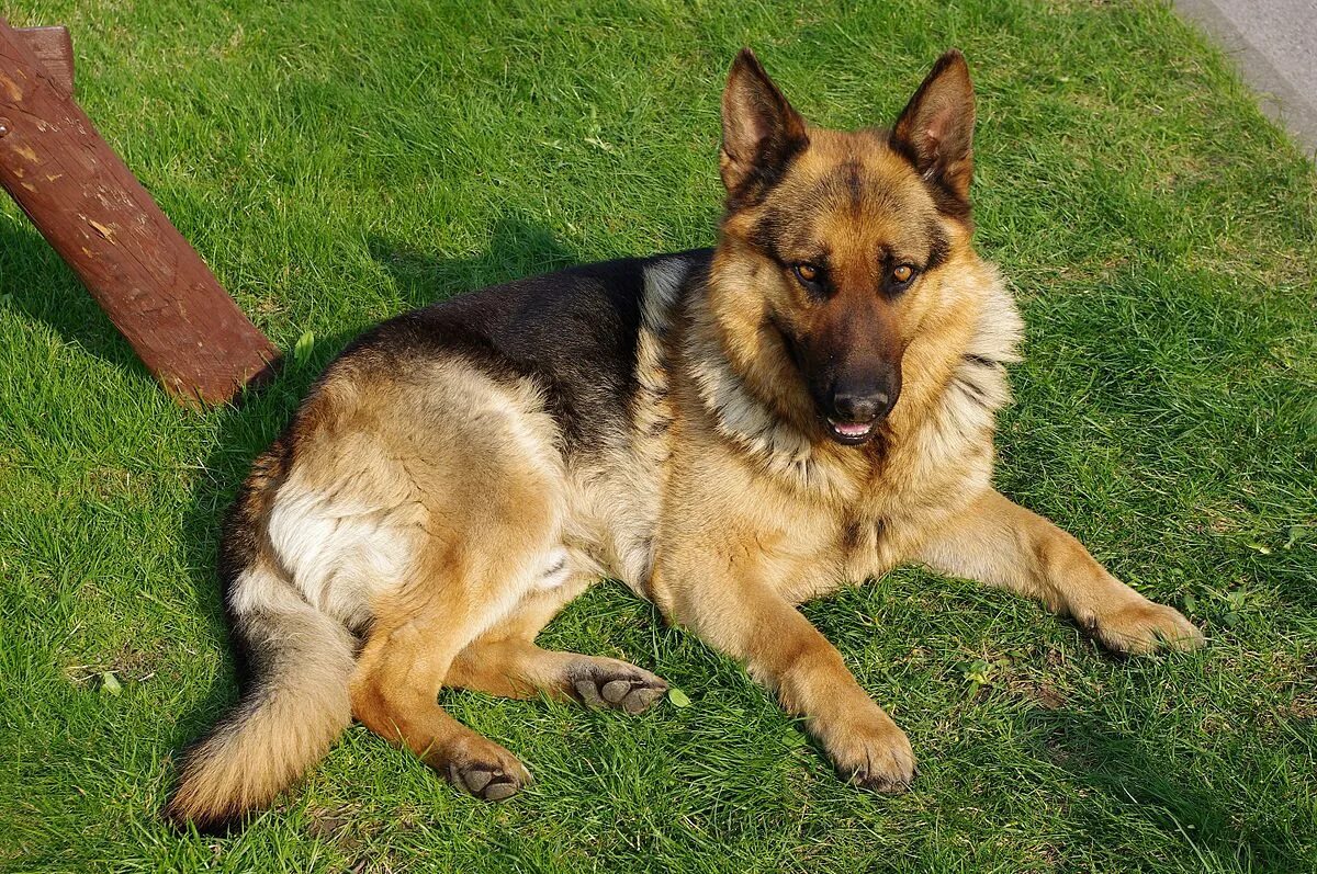 Овчарка фото найти Файл:20110425 German Shepherd Dog 8505.jpg - Вікіпедыя
