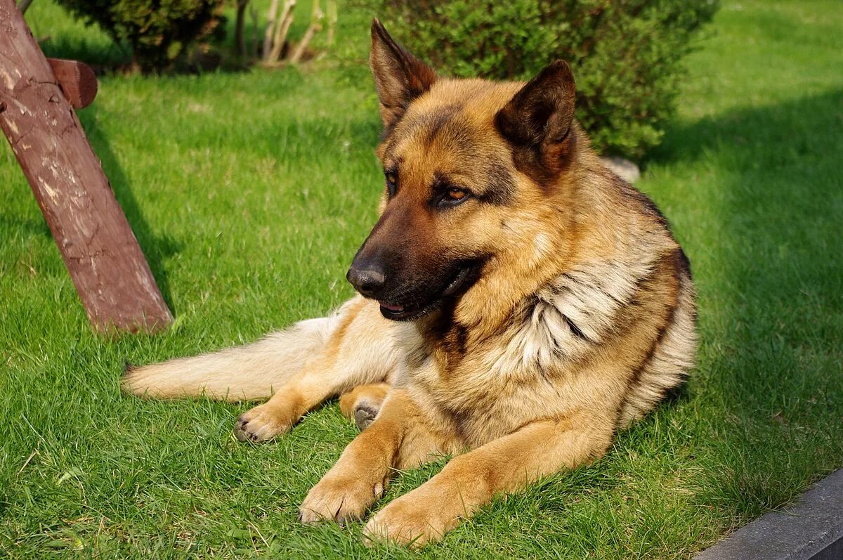 Овчарка фото найти Файл:20110425 German Shepherd Dog 8473.jpg - Википедия