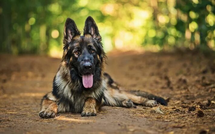 Овчарка фото найти Download wallpapers German Shepherd, bokeh, cute animals, forest, pets, summer, 