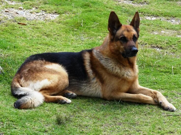 Овчарка фото найти Pastor Aleman - Buscar con Google German shepherd funny, Shepherd dog, German sh