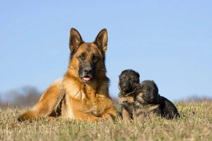 Овчарка фото найти Related image German shepherd dogs, Most popular dog breeds, German shepherd