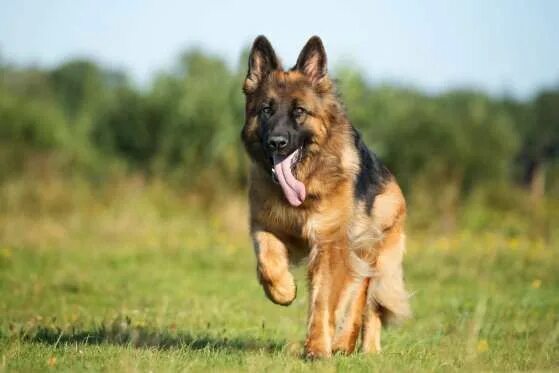 Овчарка фото найти What is the best dog breed for your zodiac sign? German shepherd breeds, Best do