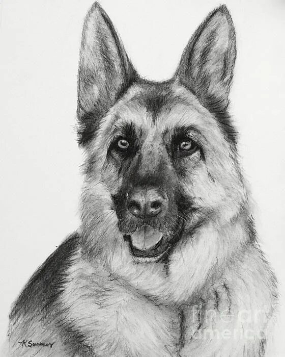 Овчарка фото рисунок German Shepherd Drawn in Charcoal Greeting Card for Sale by Kate Sumners German 
