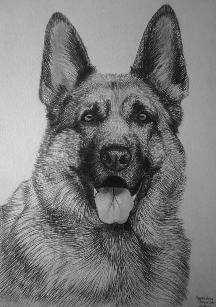 Овчарка фото рисунок German shepherd German shepherd art, Dog paintings, Dog sketch