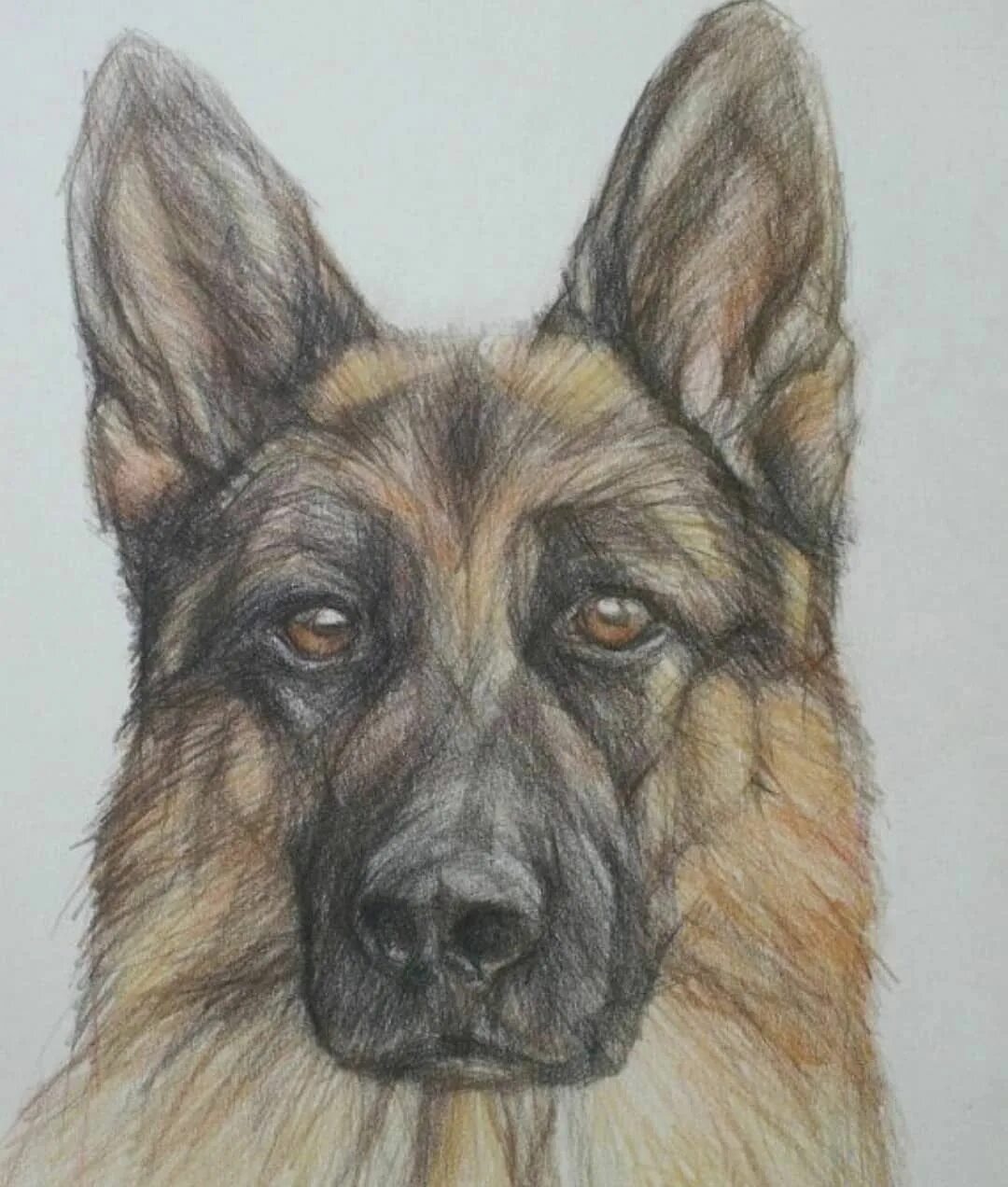 Овчарка фото рисунок Image may contain: dog Animal drawings, Dog drawing, Sketches