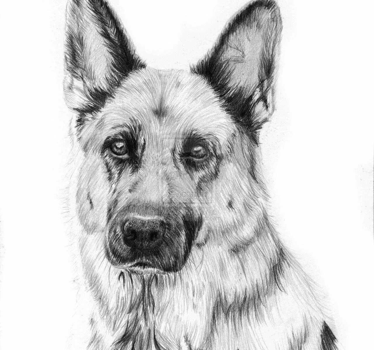 Овчарка фото рисунок Shepherd Drawing Easy - Free Printable Calendar