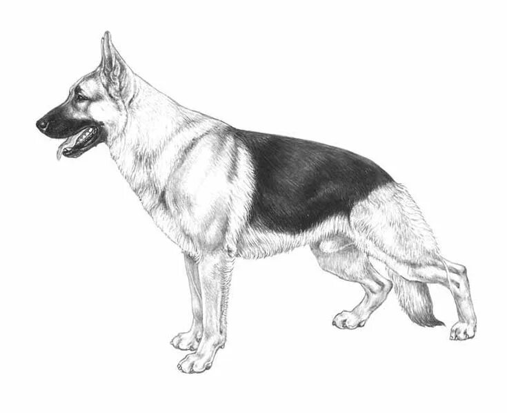Овчарка фото рисунок PASTORE TEDESCO Arte di cani, Pastore tedesco, Dipinti di animali