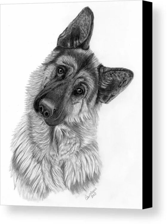 Овчарка фото рисунок German Shepherd Canvas Print / Canvas Art by Carol Doran in 2022 Dog drawing, Do