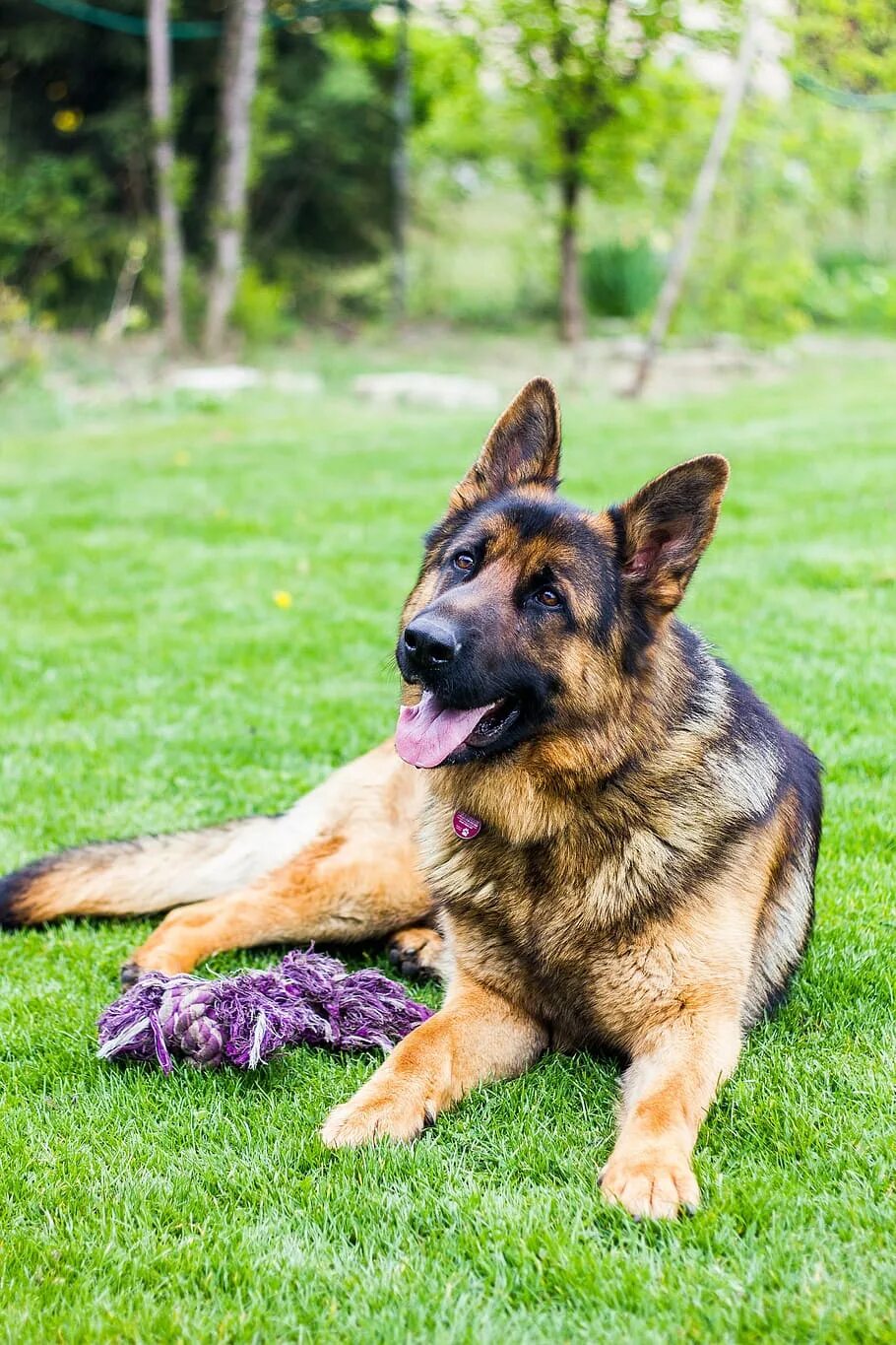 Овчарка фото смотреть Спільнота Steam :: Посібник :: 1,000 images of dogs