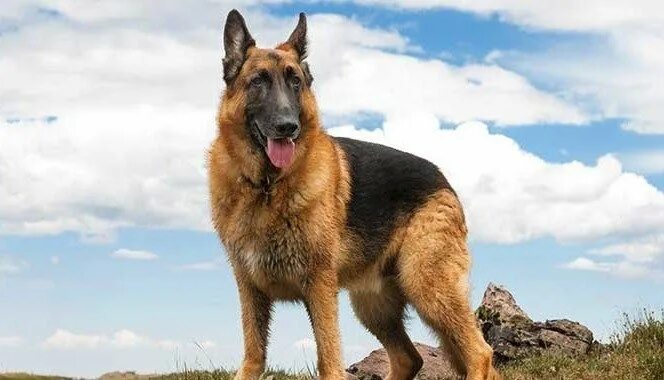 Овчарка фото смотреть German Shepherd Dog Breed: Everything You Need to Know German shepherd dogs, She
