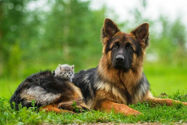 Овчарка фото смотреть Pin af Софья П på Собаки / dogs