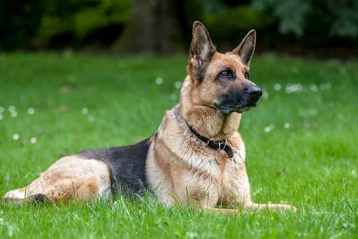 Овчарка фото смотреть Estas son las 10 familias de razas de perro que existen en el mundo Loyal dog br