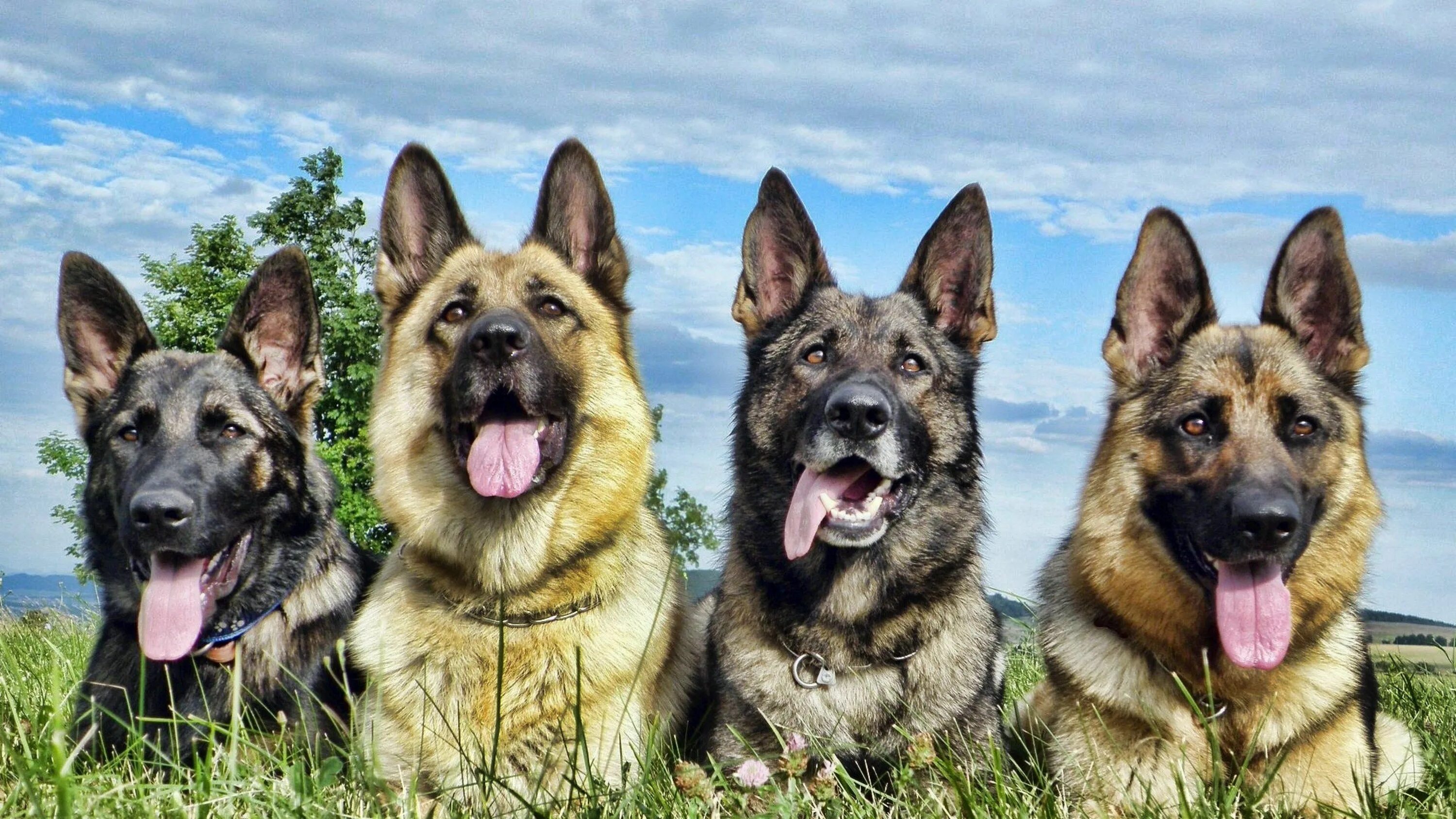 Овчарка фото смотреть 3840x2160 german shepherd 4k hd wallpaper download free Fotos de cachorros, Past