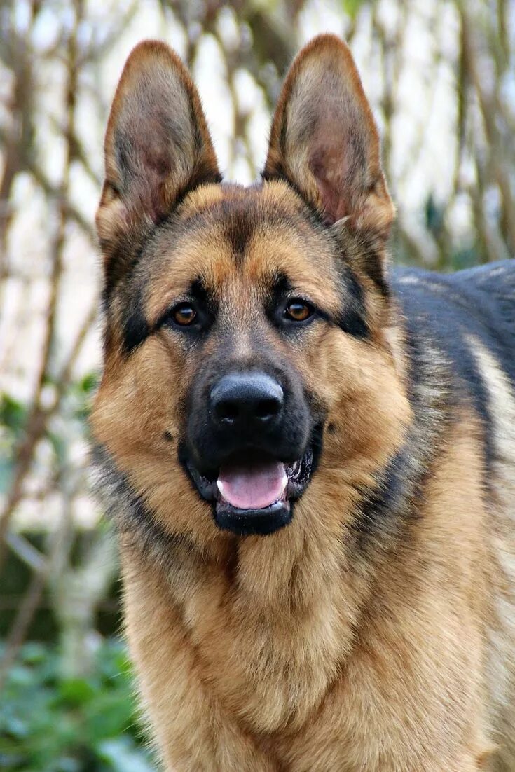 Овчарка фото собаки взрослой How to Get Rid of German Shepherd Dog Odor? German shepherd dogs, Shepherd dog, 