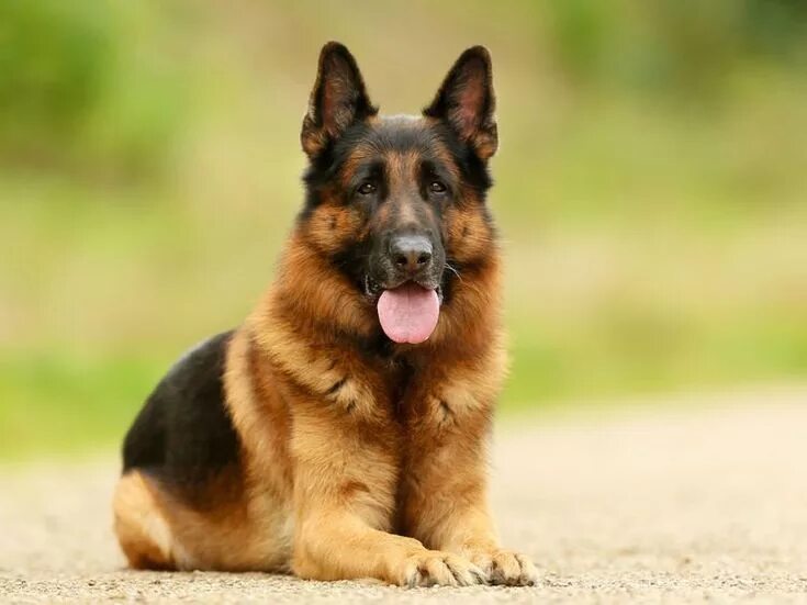 Овчарка фото цена Le berger allemand, un chien très habile Berger allemand, Nom de chien, Chiens b