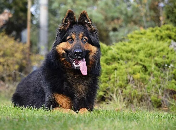Овчарка фото цена Bohemian Shepherd - A Majestic Companion
