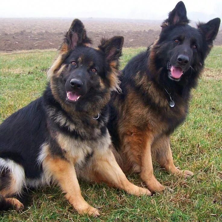 Овчарка фото цена Pin by PT PORTO on Pastor Alemão German shepherd puppies, German shepherd dogs, 