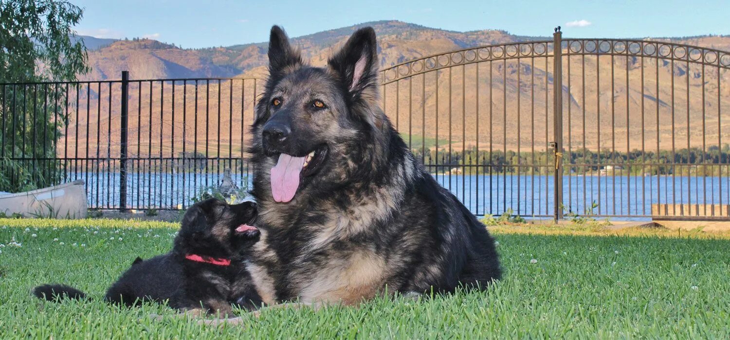 Овчарка фото цена sliderimage1 Bohemian shepherd, Dogs, Shepherd dog