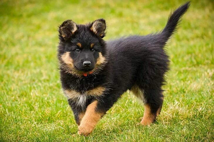 Овчарка фото цена Bohemian Shepherd - Dog Breed Information - American Kennel Club Dog sprayed by 