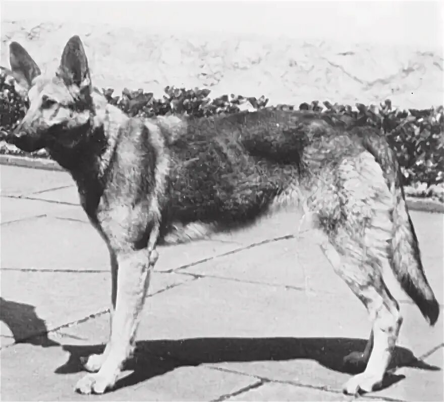 Овчарка гитлера блонди фото Blondi - Wikipedia