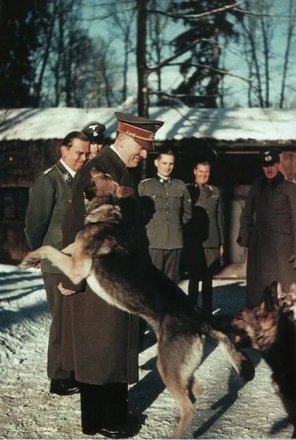Овчарка гитлера блонди фото Third reich