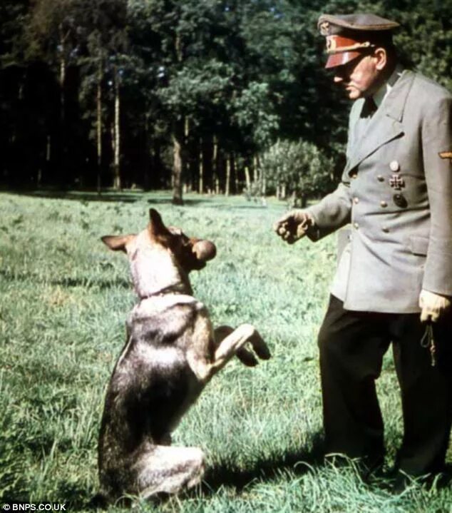 Овчарка гитлера блонди фото Great Dane taught to say 'Mein Fuhrer' at a secret Nazi training school