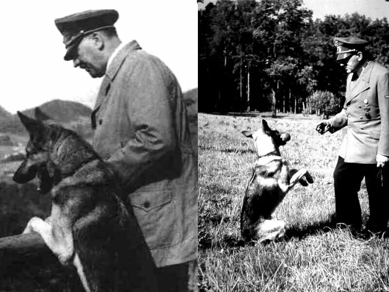 Овчарка гитлера блонди фото Учёные псы Адольфа Гитлера. Популярная Наука Дзен