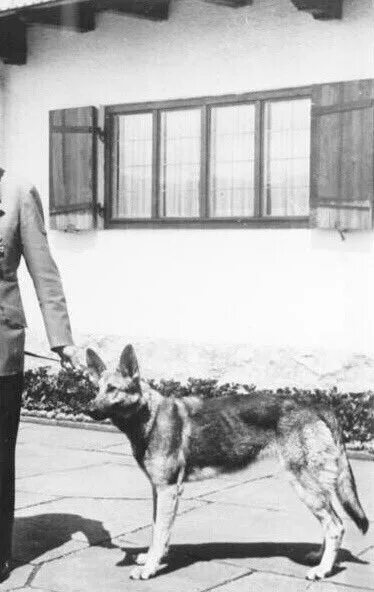Овчарка гитлера блонди фото Собаки гитлера: Собаки А. Гитлера. - Хроники "Вьетнамских комсомольцев" - LiveJo