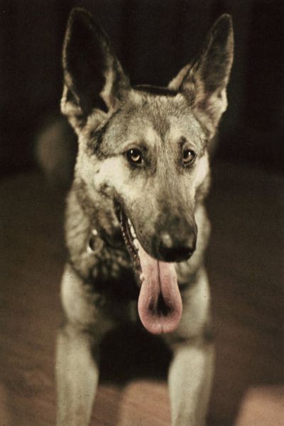 Овчарка гитлера блонди фото Blondi Black german shepherd dog, War dogs, Military dogs