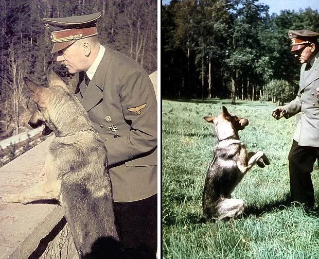 Овчарка гитлера блонди фото Vì sao Hitler, Napoleon, Alexander đại đế đều sợ. mèo?