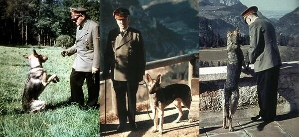 Овчарка гитлера блонди фото In Novomoskovsk, the bull terrier killed a pug A terrible sight was observed by 