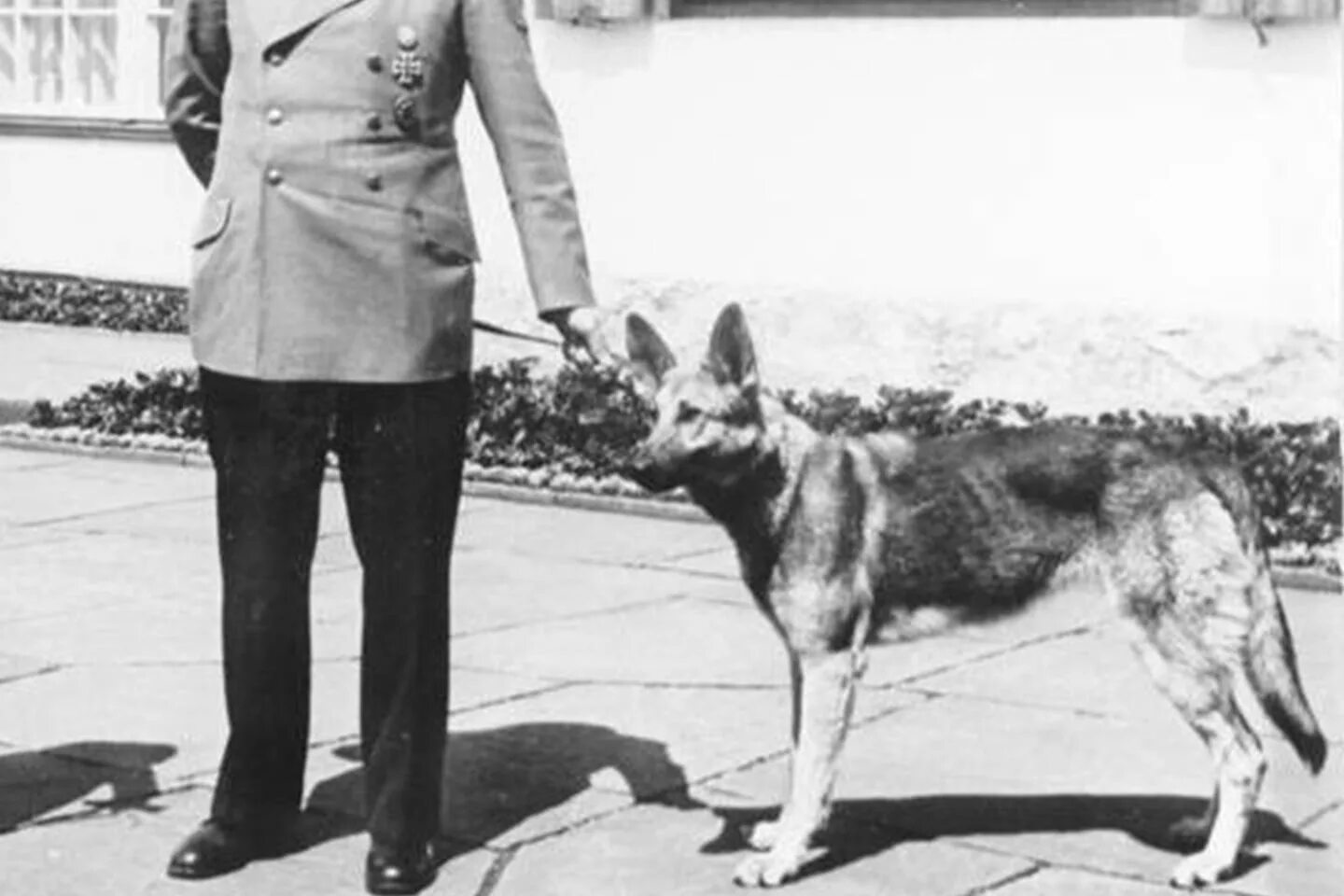 Овчарка гитлера блонди фото Fotoaparát zařízení teploměr pes adolfa hitlera svetr teplý Přebývat