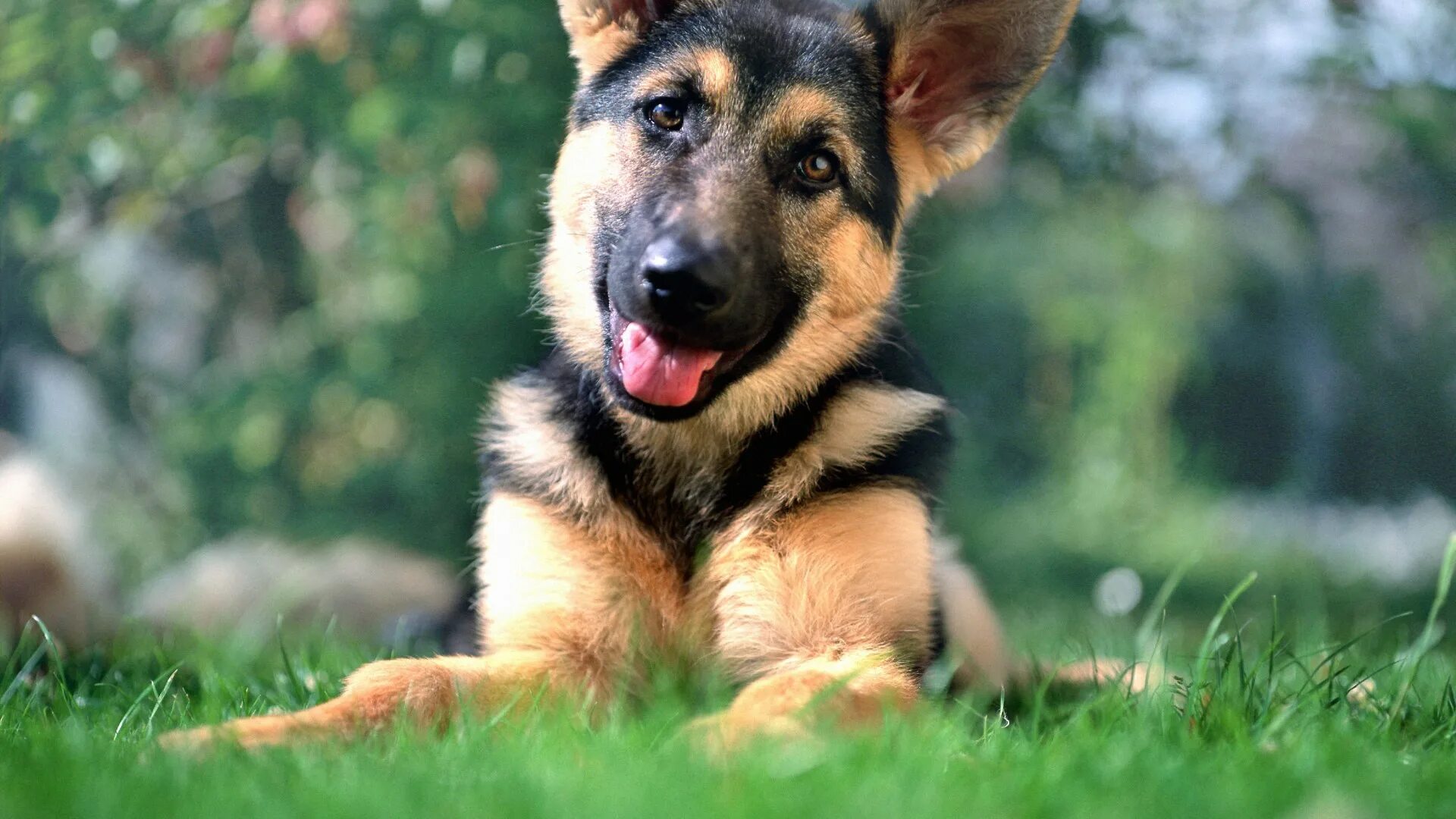 Овчарка год фото Dogs know when their owners are lying as they can 'sniff out' the truth, claim s