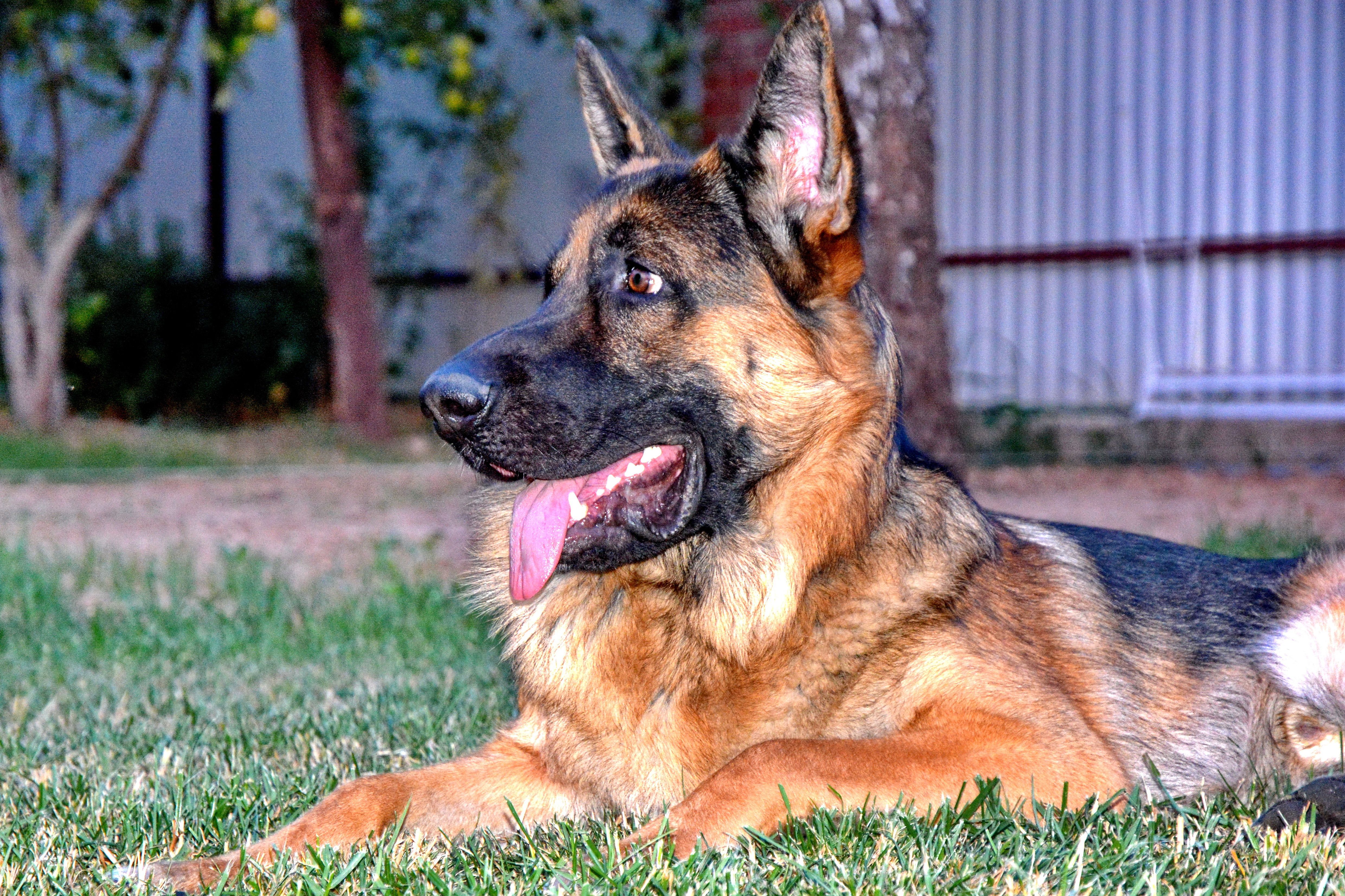 Овчарка год фото Файер (Black Fire). Московская обл. Возраст 1 год 5 месяцев Animals, Gsd, Dogs